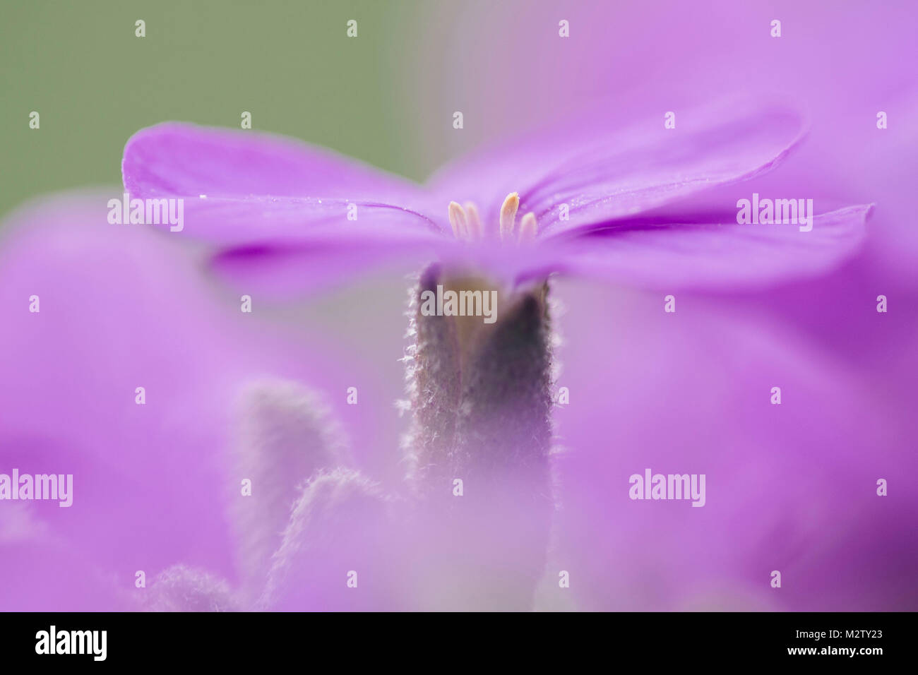 Early blossoming plants with pink blossoms in the botanical garden. Stock Photo