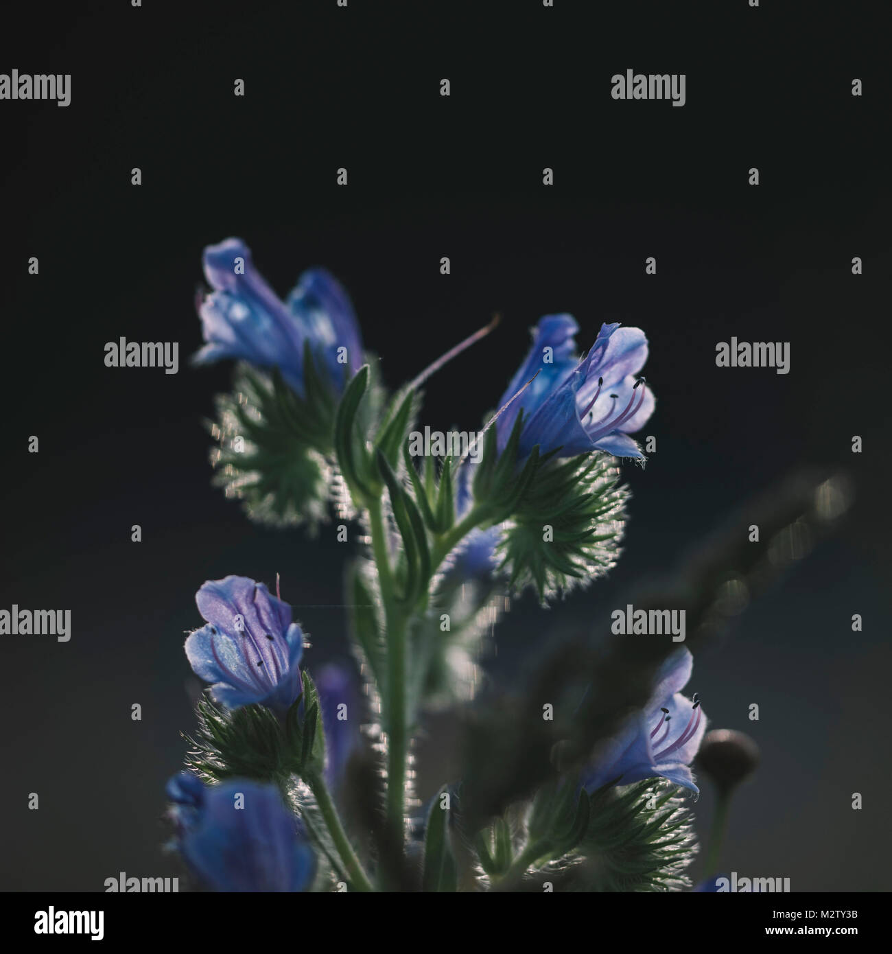 Summer flowers on the roadsides of Bielefeld Stock Photo Alamy