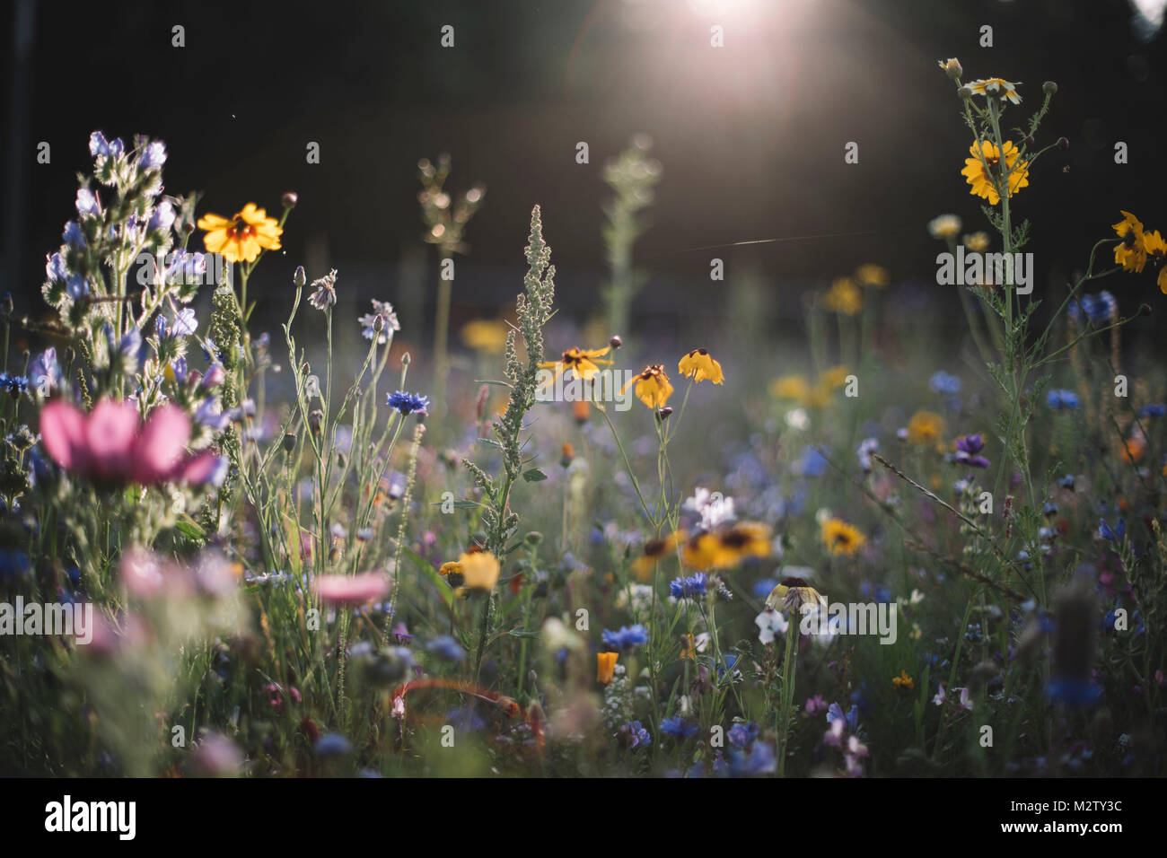 Summer flowers meadows on the roadsides of Bielefeld Stock Photo Alamy