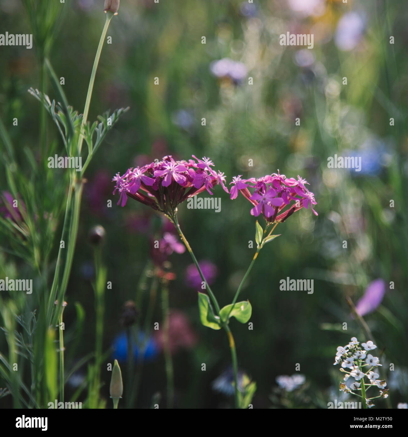 Summer flowers meadows on the roadsides of Bielefeld Stock Photo Alamy