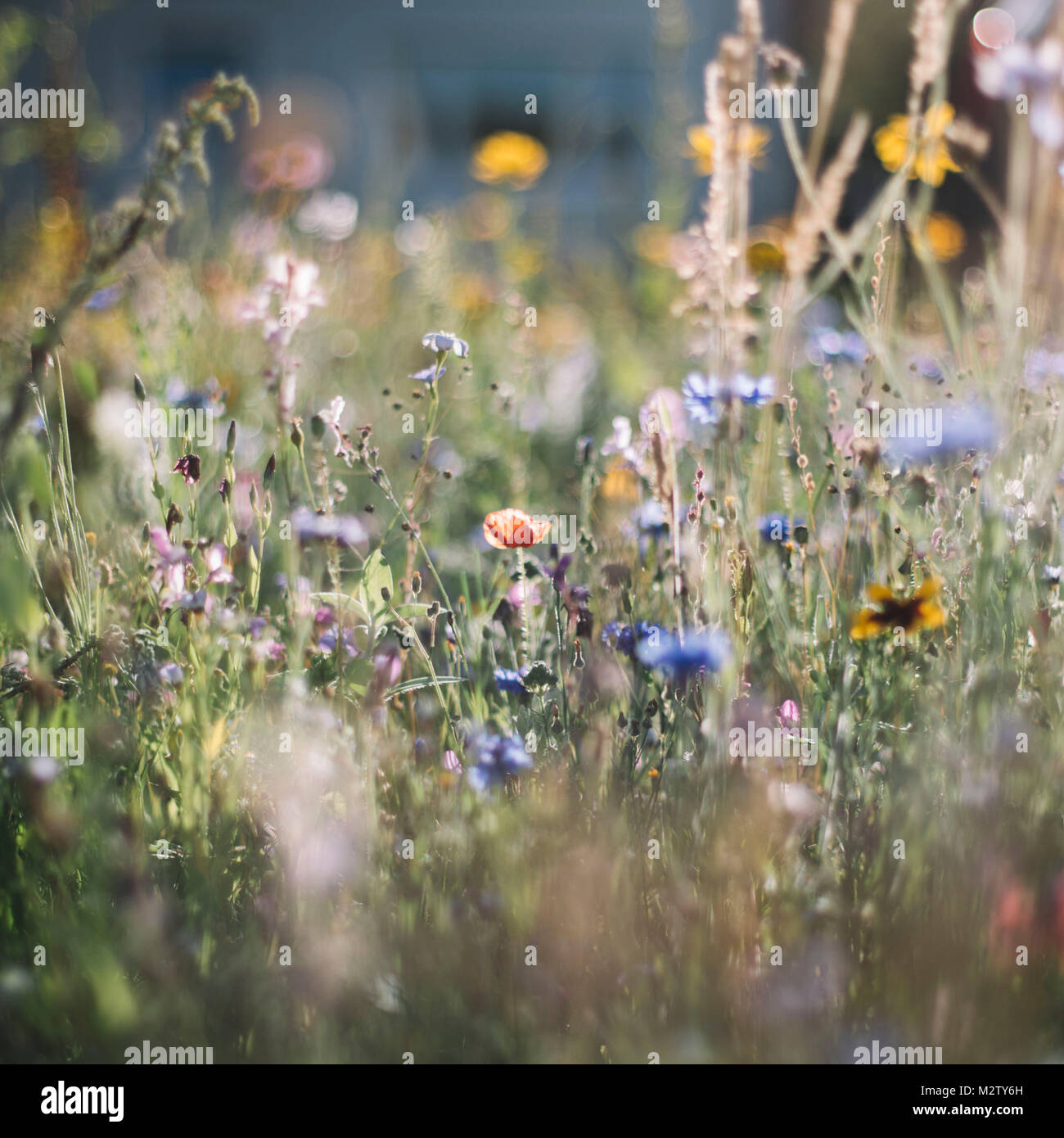 Summer flowers meadows on the roadsides of Bielefeld Stock Photo Alamy