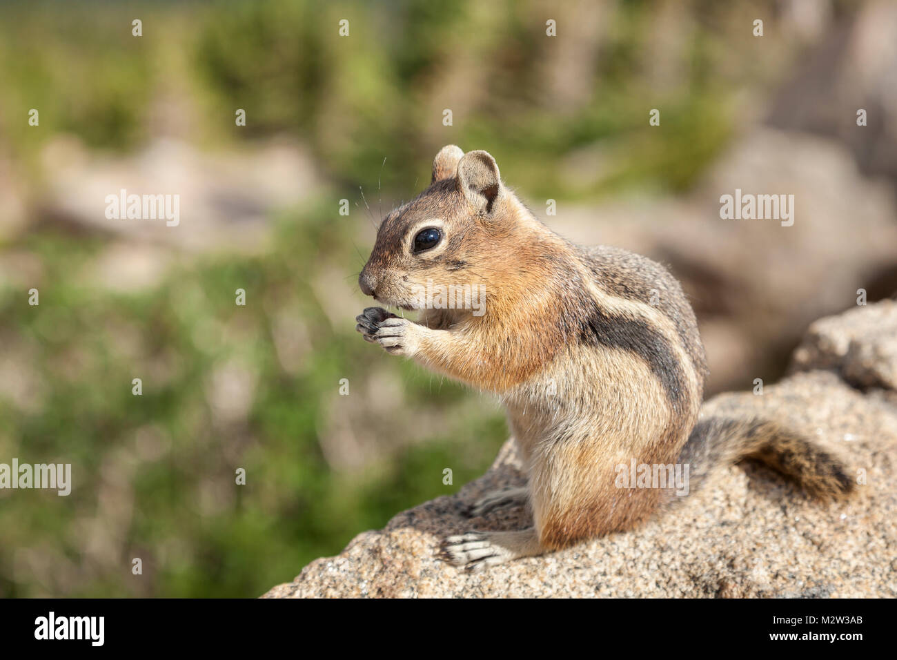 Chipmunk standing on a rock eating. Chipmunks are small, striped rodents of the family Sciuridae. Stock Photo
