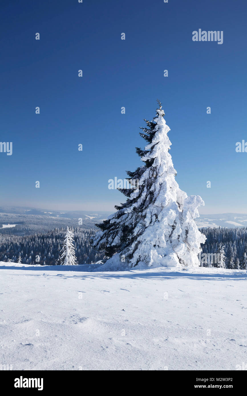Winter scenery at the Kandel, Black Forest, Baden-Wurttemberg, Germany Stock Photo