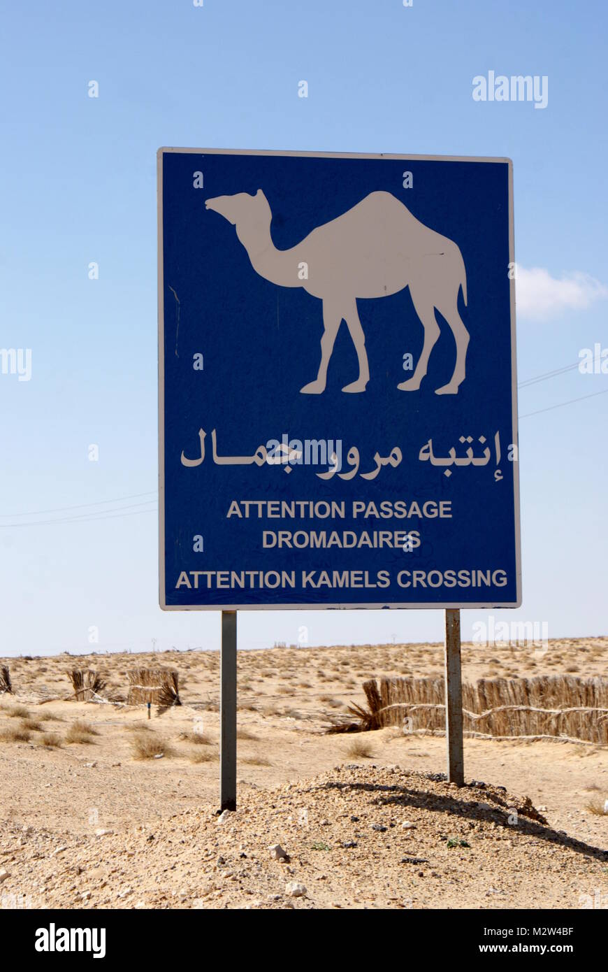 Warning, camels crossing, road sign Stock Photo: 173885251 ...