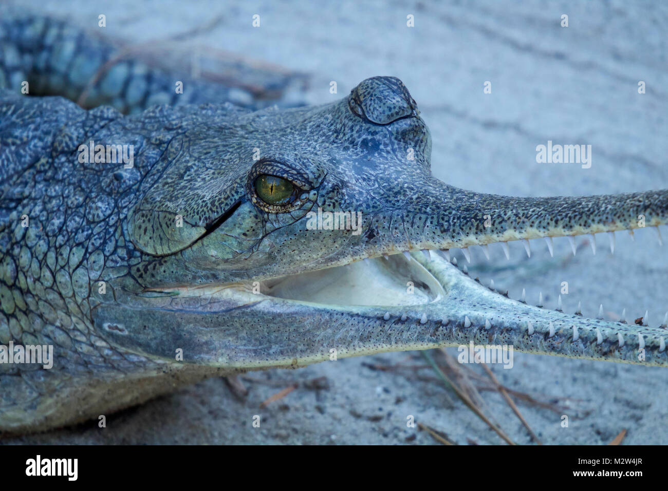African Gharial Stock Photo