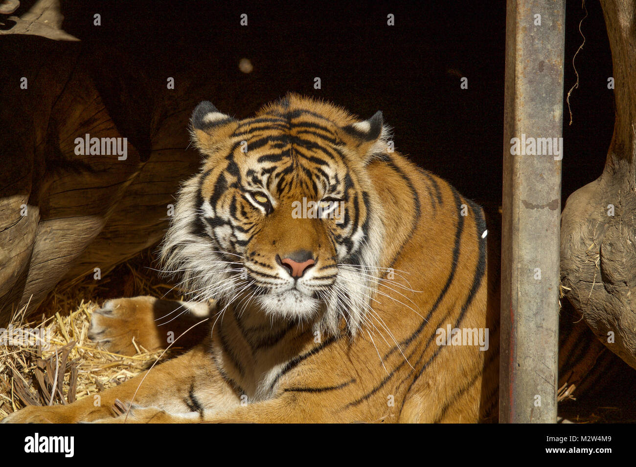 Tiger laying down relaxing Stock Photo