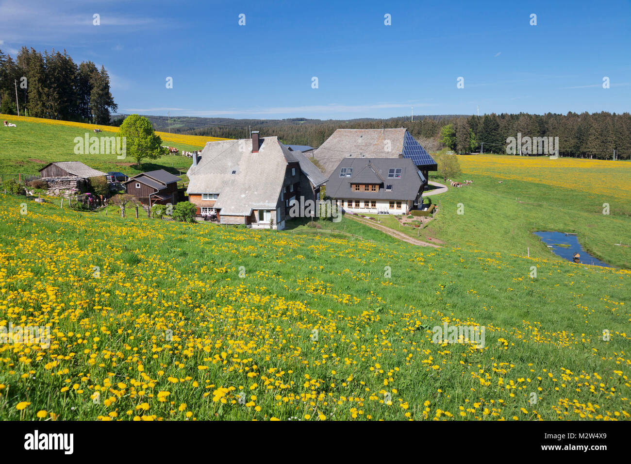 Oberfallengrundhof, in the spring, Gütenbach, Black Forest, Baden- Wurttemberg, Germany Stock Photo - Alamy