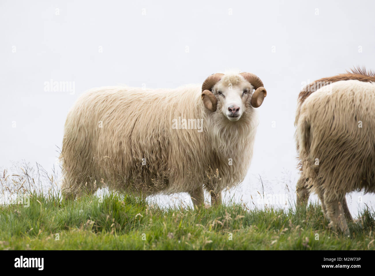 Sheep, Faeroese, Stock Photo