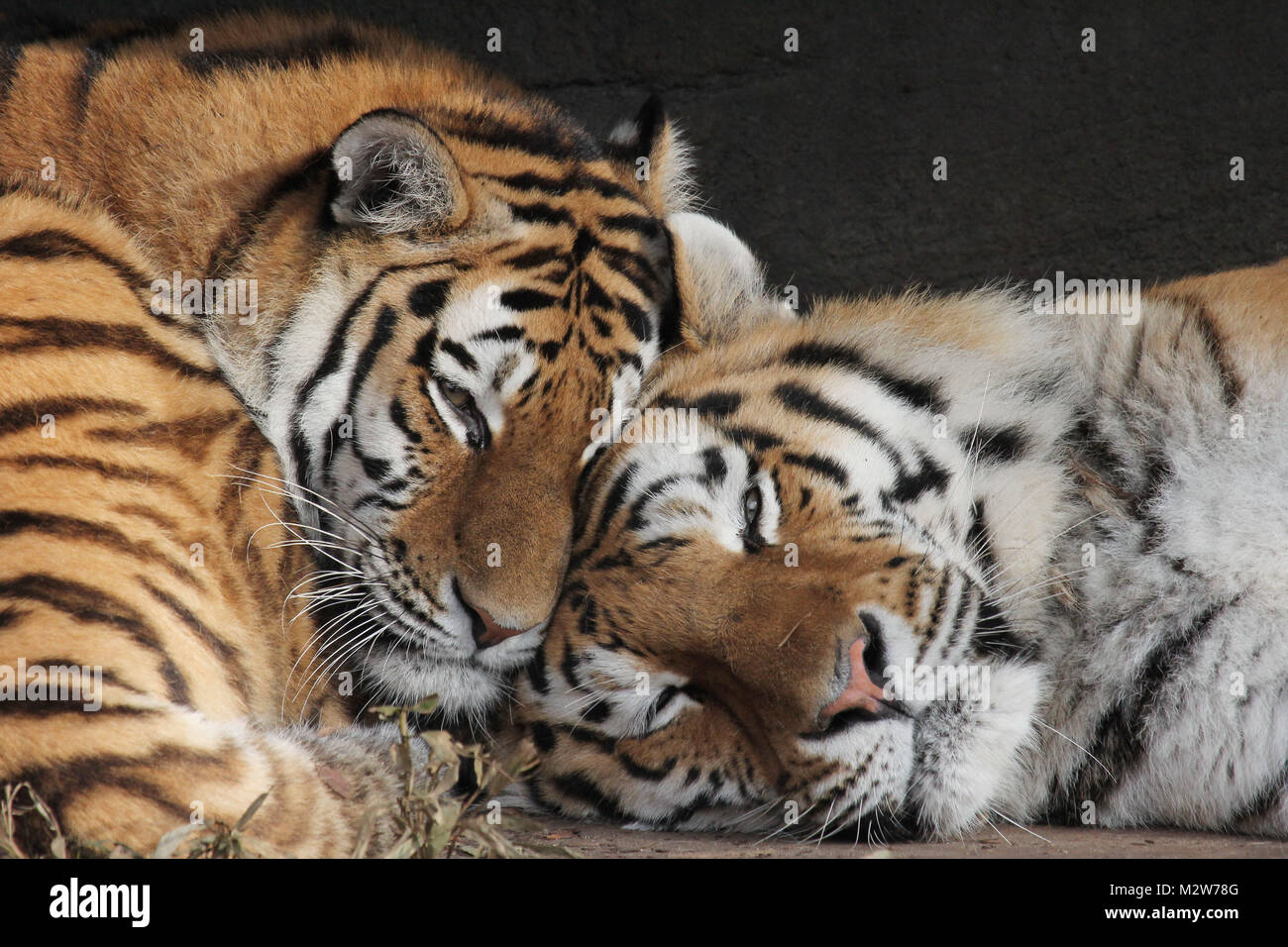 Tiger, Tiere entspannen sich im Tierpark Hagenbeck, Hamburg, Januar und Februar 2015 Stock Photo