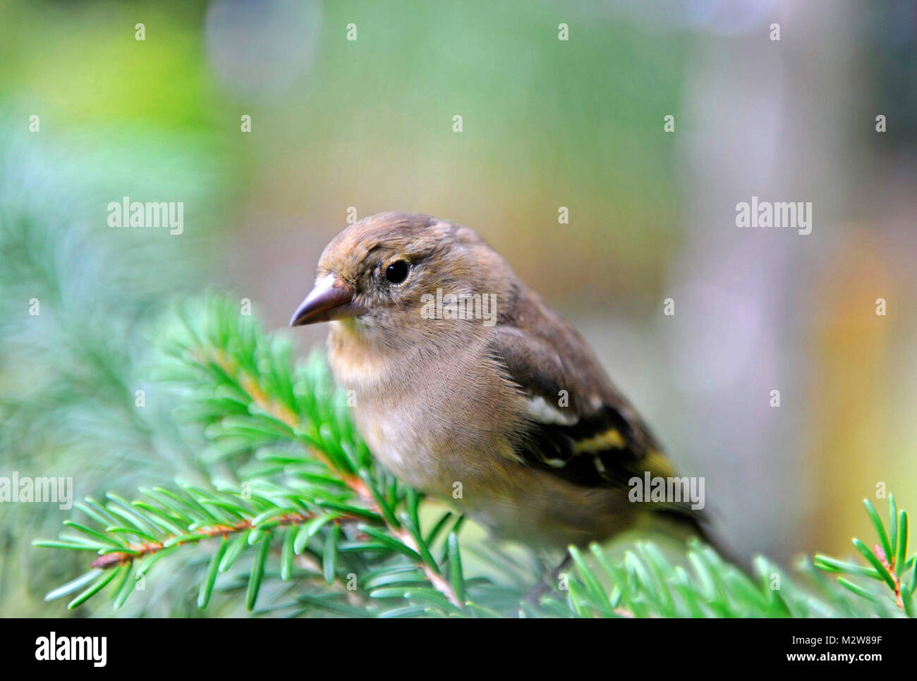 Greenfinch or Eurasian greenfinch, Carduelis chloris, on search for food in the spruce forest Stock Photo