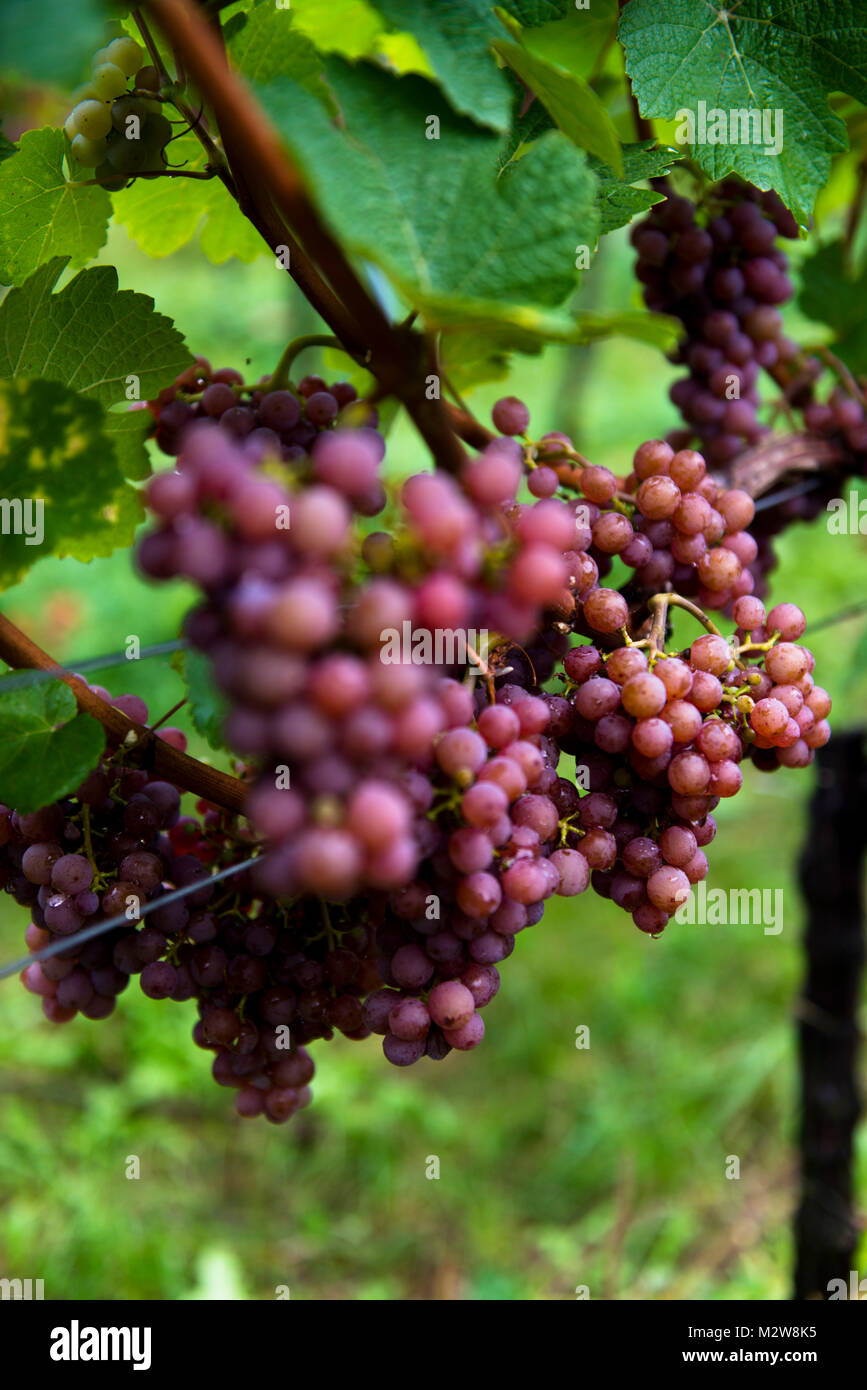 Red grapes before harvest Stock Photo Alamy