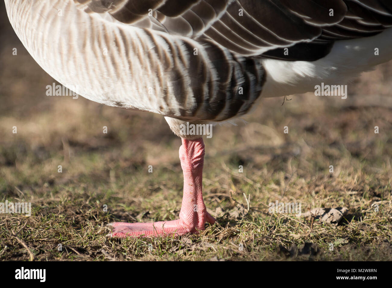 Germany, greylag goose (Anser) stands on one leg. Stock Photo