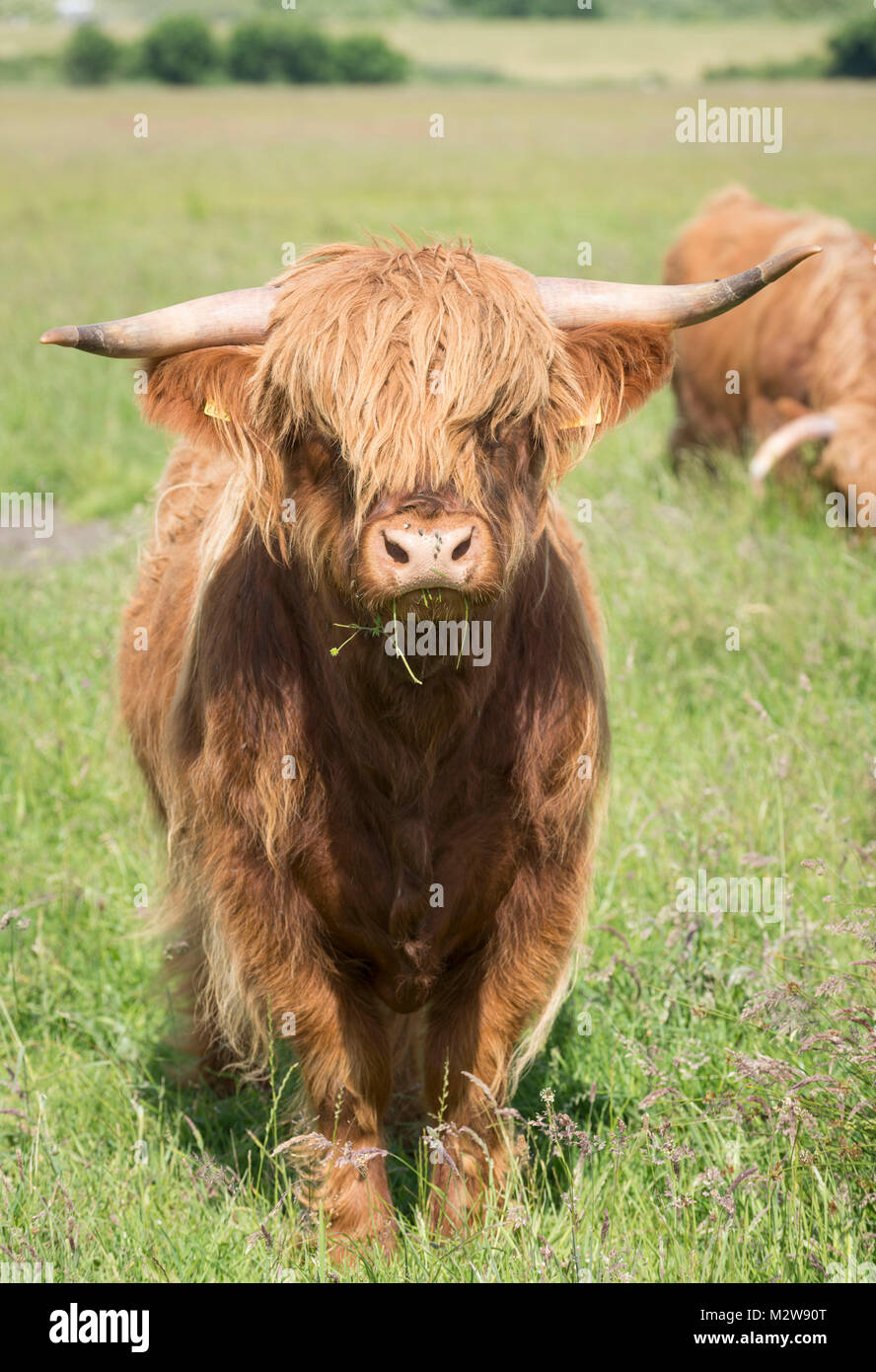 Germany, Lower Saxony, East Friesland, Langeoog, Highland cattle, Highland Cattle is a breed of the domestic cattle Stock Photo