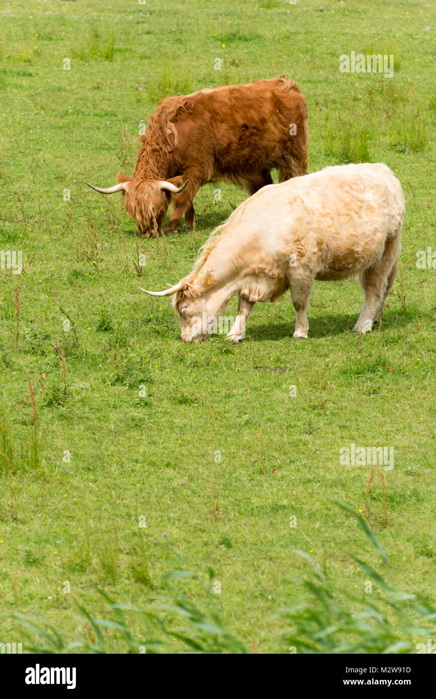 Germany, Lower Saxony, East Friesland, Langeoog, Highland cattle, Highland Cattle is a breed of the domestic cattle Stock Photo