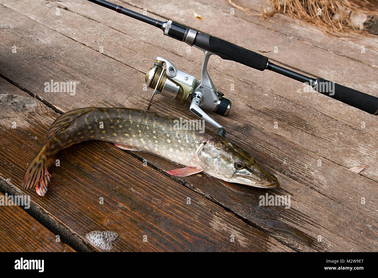 Pike scales hi-res stock photography and images - Page 8 - Alamy