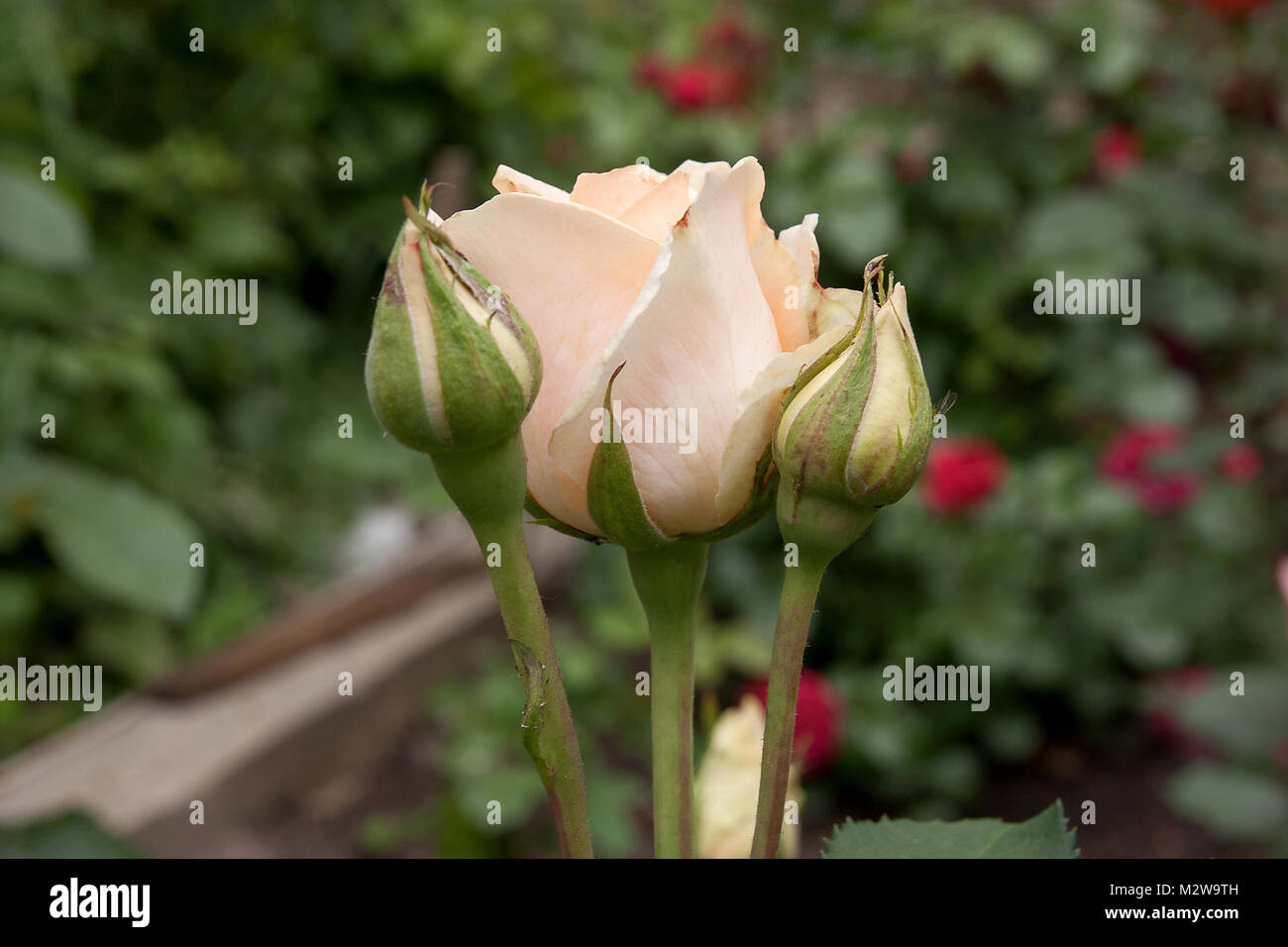 Delicate white rose opens hi-res stock photography and images - Alamy