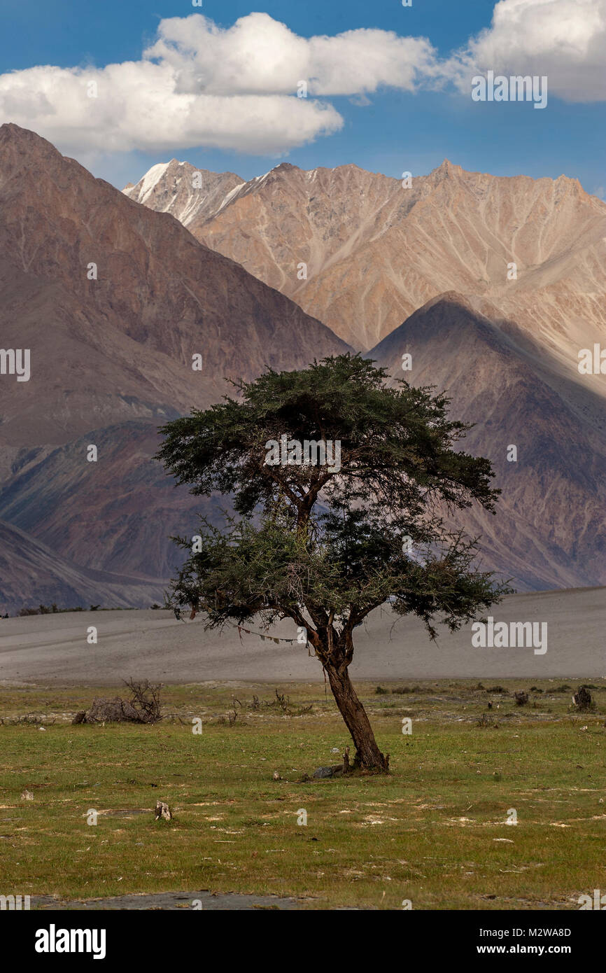 An isolated tree near the sand dunes in Nubra valley Stock Photo