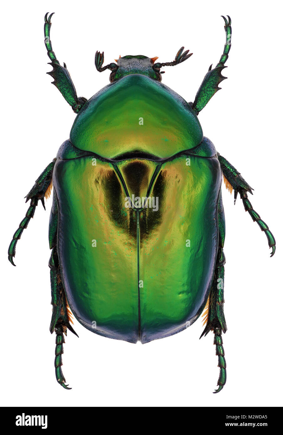 Beetle Protaetia aeruginosa from family Scarabaeidae. Isolated on a white background Stock Photo