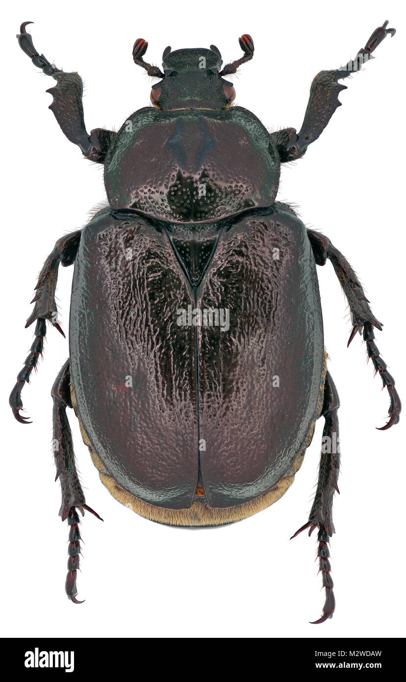 Hermit beetle Osmoderma eremita from family Scarabaeidae. Isolated on a white background Stock Photo