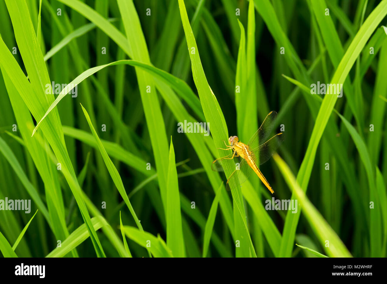 Golden dragonfly flying in green grass field Stock Photo - Alamy