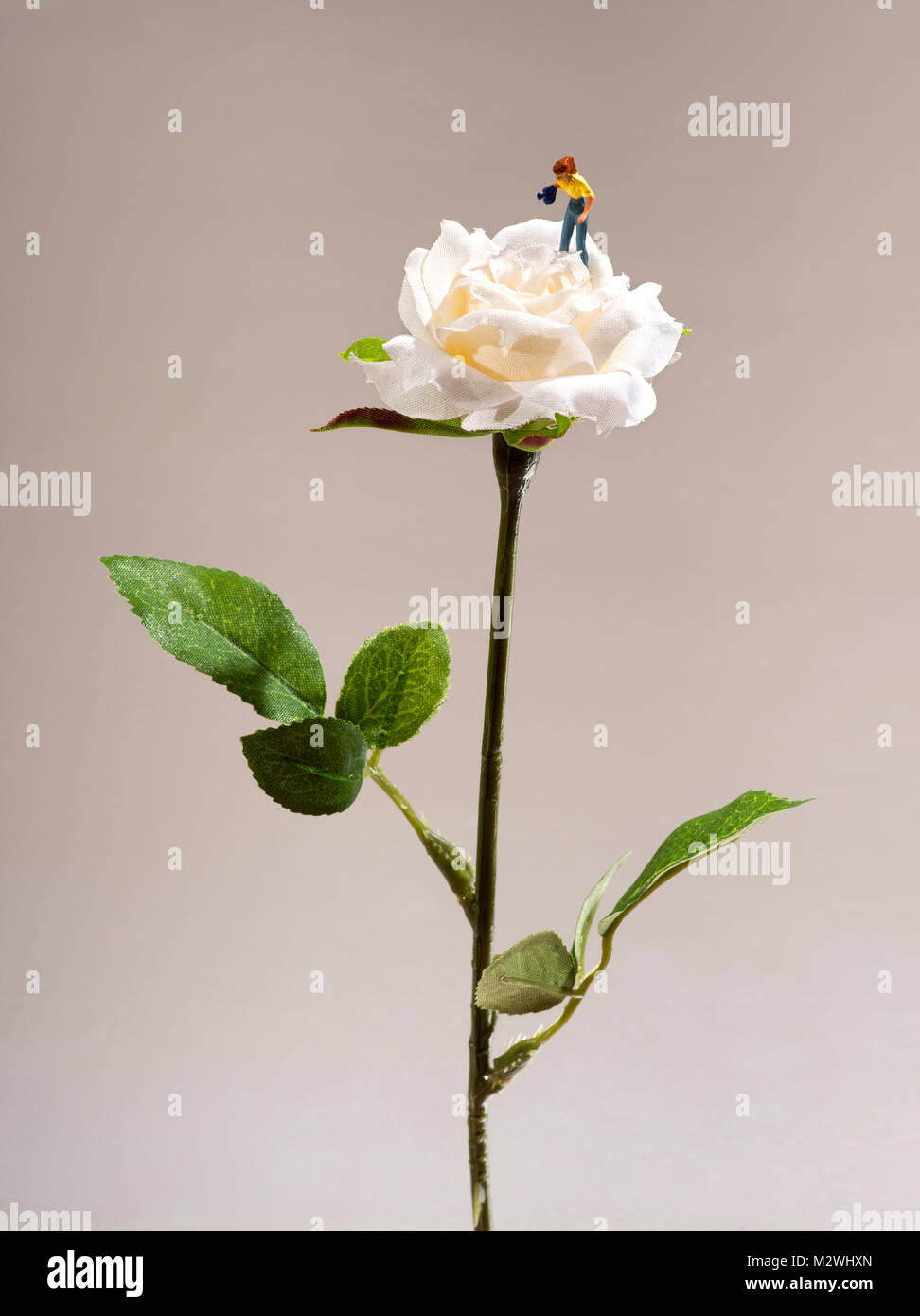 Miniature man watering a fresh fragrant white rose standing on top amongst the petals with his watering can over a neutral background with copy space Stock Photo