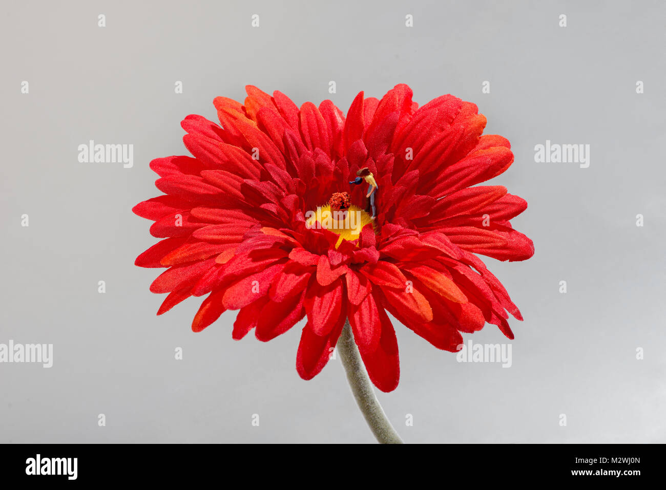Miniature gardener watering flowers with a watering can in the center of a bright red Gerbera