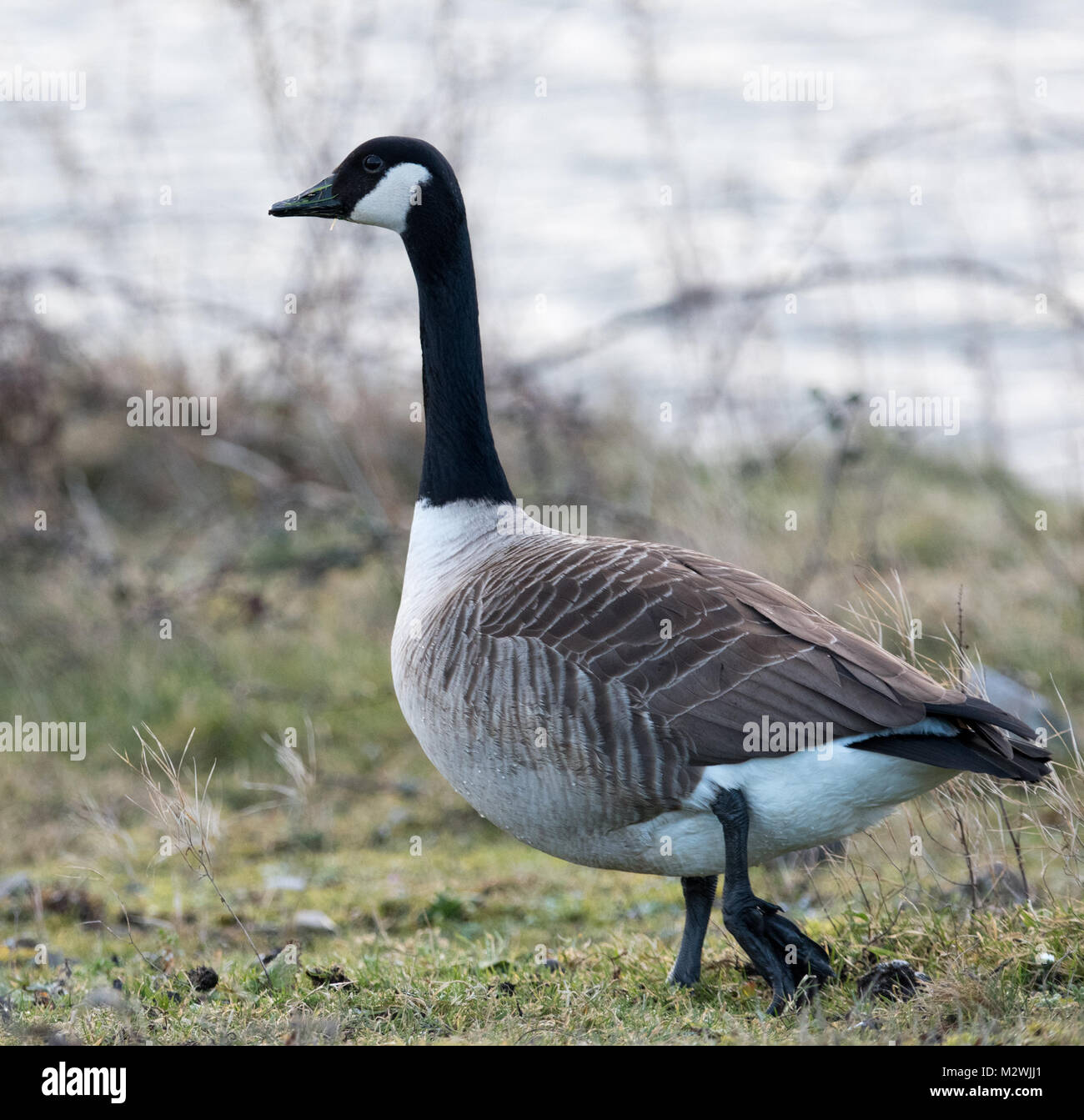 Canada goose branta canadensis jacket hotsell