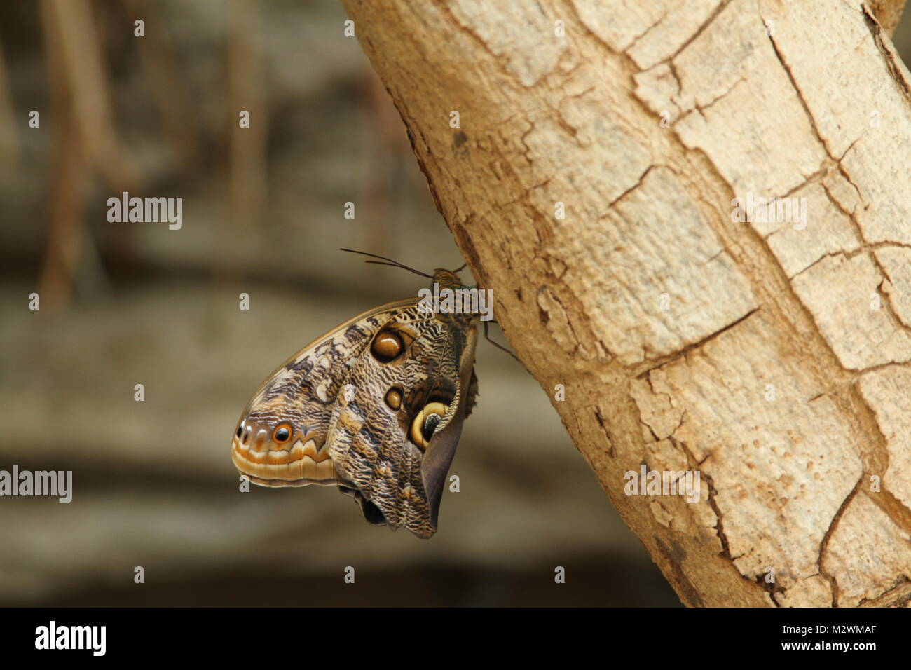 Owl butterfly, Caligo atreus, caligo atreus on the side of a tree. Stock Photo