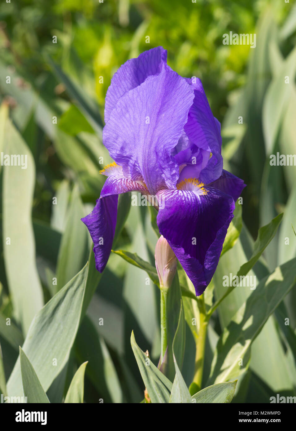 Blue iris, probably Iris reticulate in a field on the Ararat plain in Armenia by the Khor Virap Monastery Stock Photo