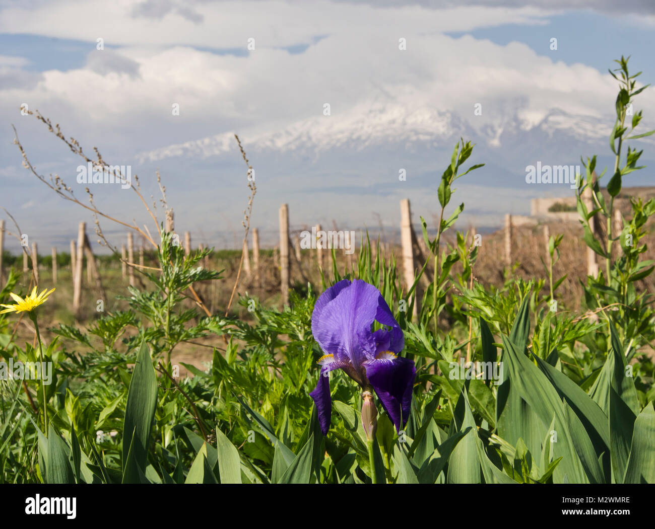 Blue iris, probably Iris reticulate in a field on the Ararat plain in Armenia by the Khor Virap Monastery, Mount Ararat as backdrop Stock Photo
