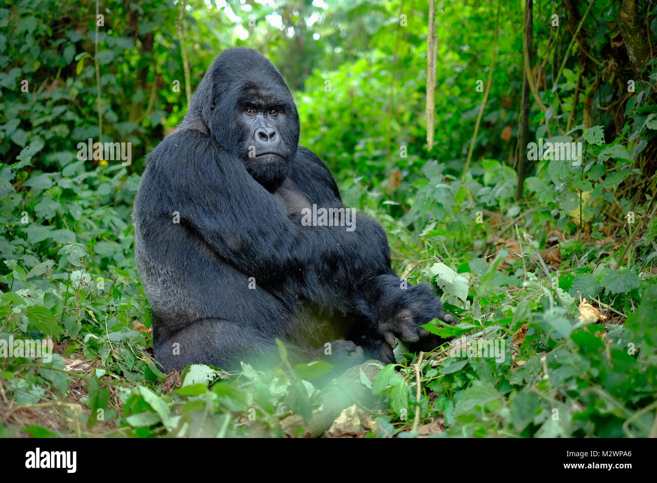 Silverback mountain gorilla looking intently into camera and posing in green jungle of Eastern Africa. Stock Photo