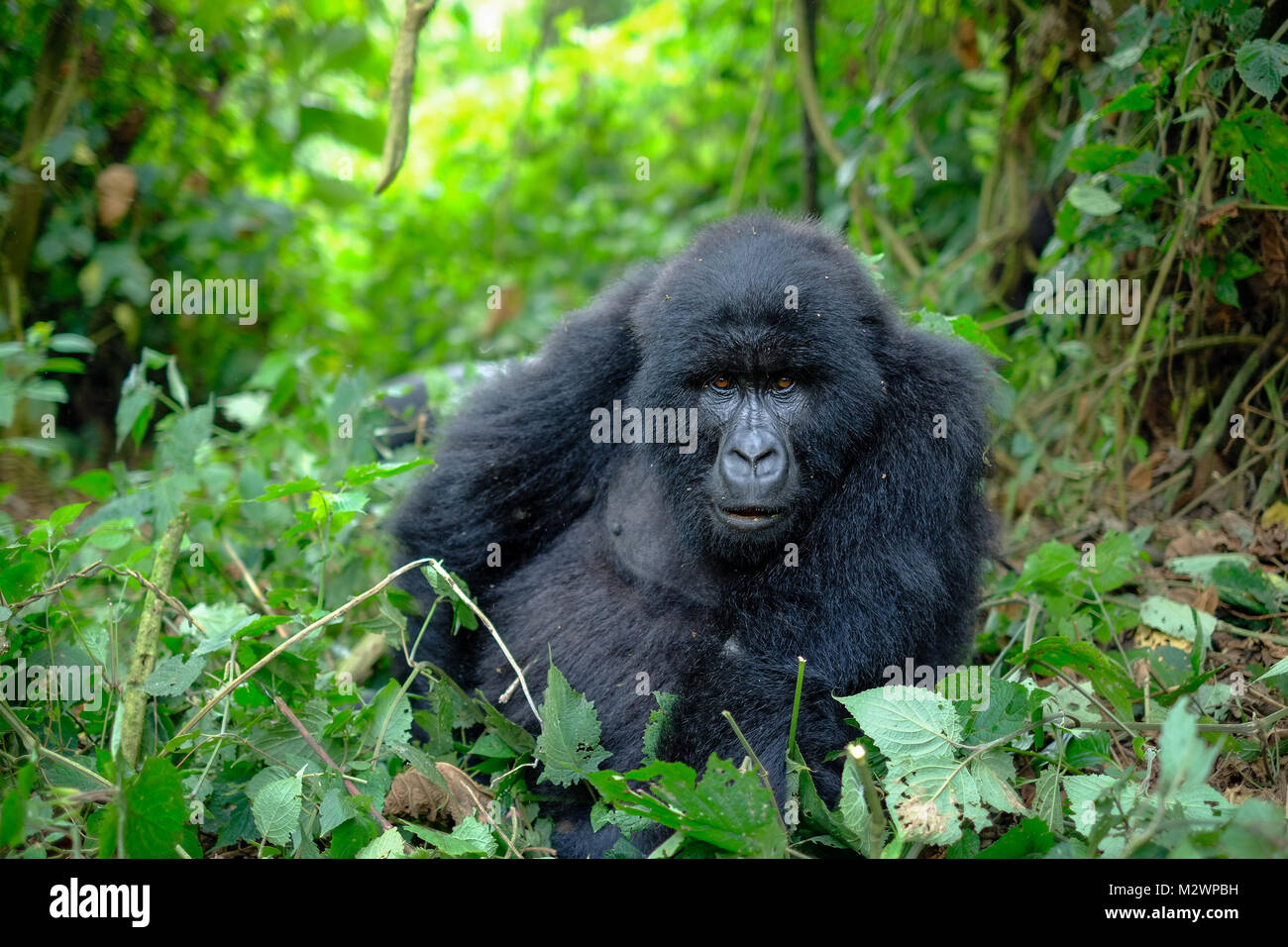 Curious female mountain gorilla looking into camera with an interested look in green jungle. Stock Photo