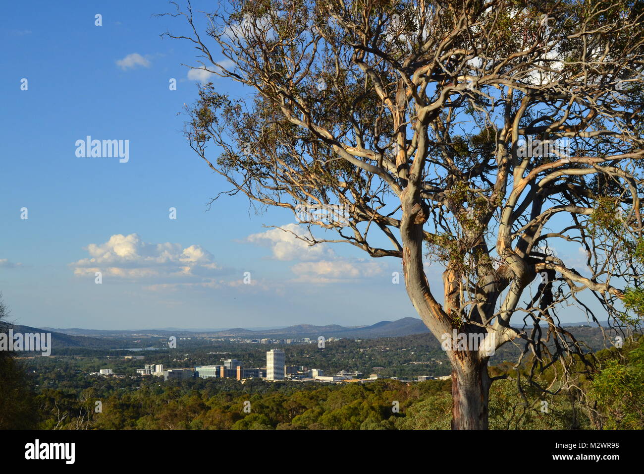 Gumtree in the foreground with a city and hills in the background. Stock Photo