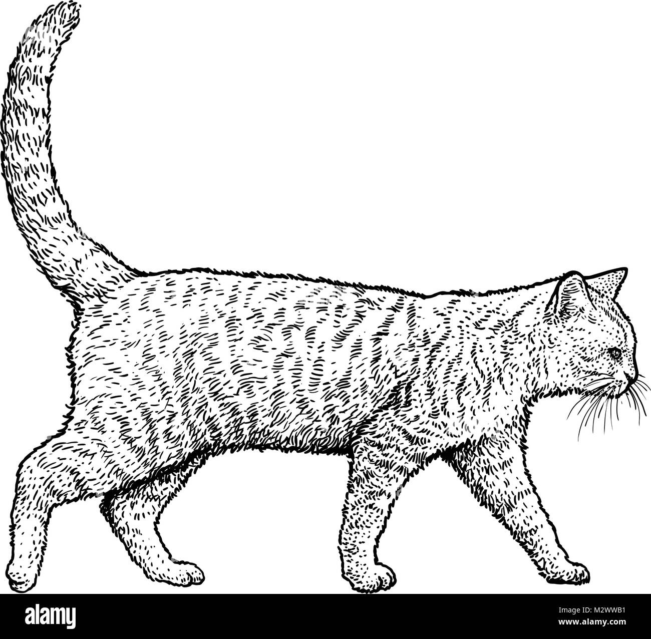 Walking cat illustration, drawing, engraving, ink, line art, vector Stock Vector