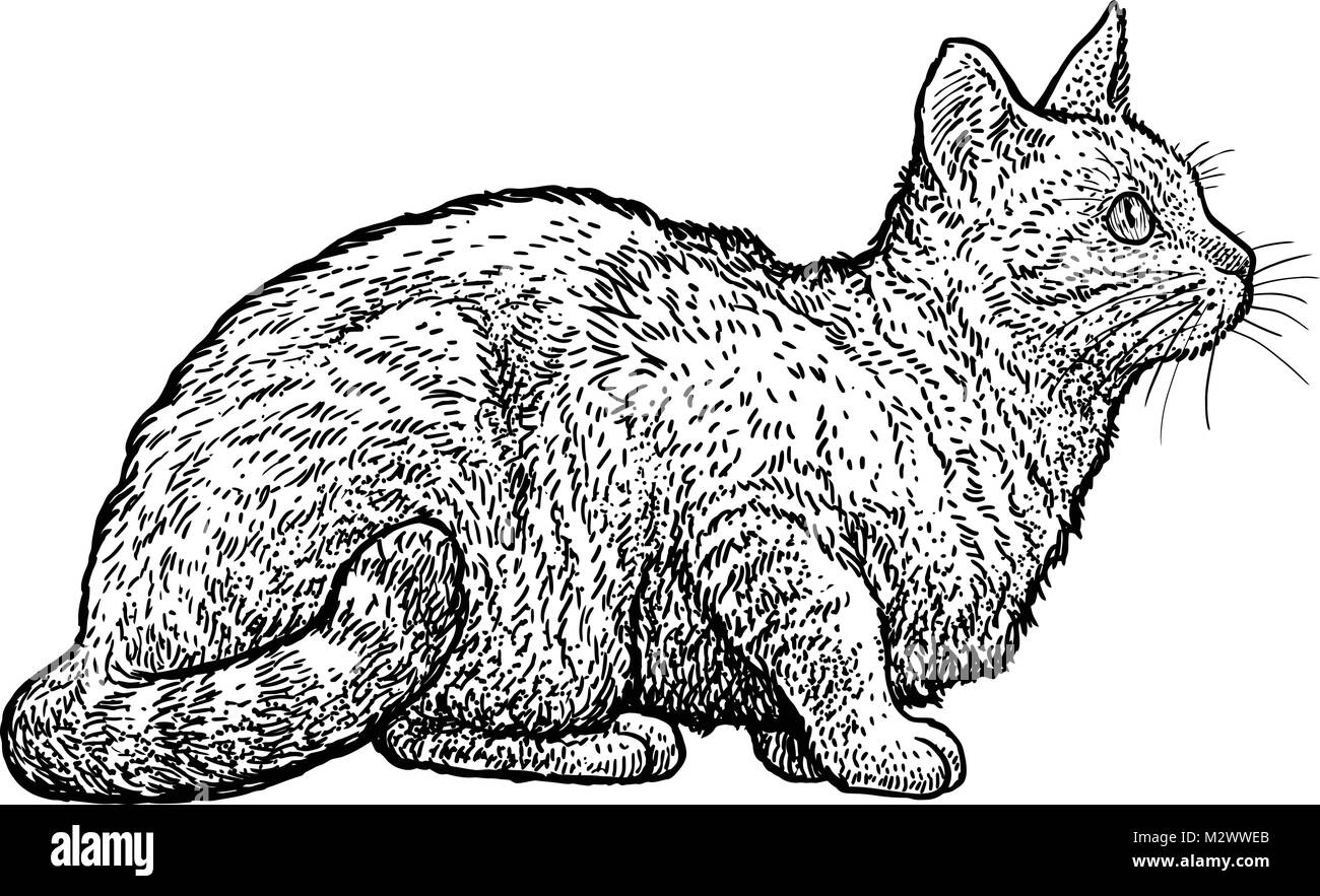 Sitting tabby cat illustration, drawing, engraving, ink, line art, vector Stock Vector