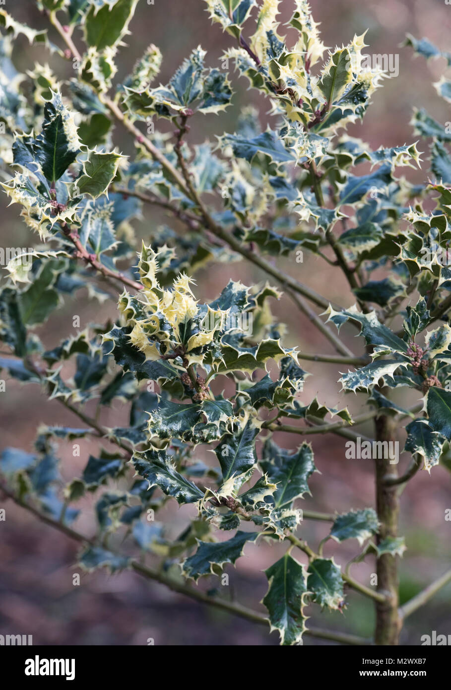 Ilex aquifolium ‘Ferox argentea’. Silver hedgehog holly foliage in the winter. UK Stock Photo