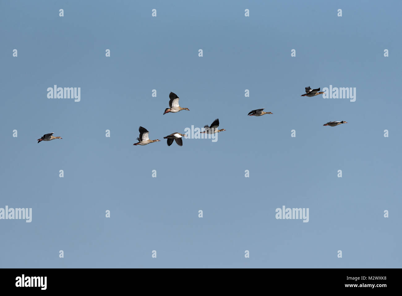 small flock of African geese (Alopochen aegyptiaca) in the sky over the Zambezi river in Zambia Stock Photo