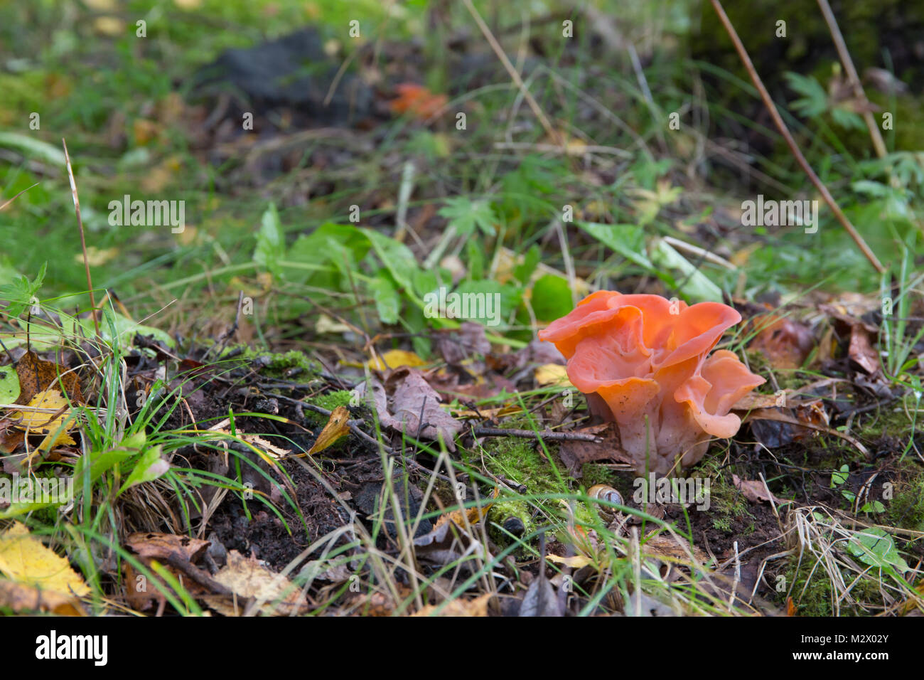 Apricot jelly fungus Stock Photo Alamy