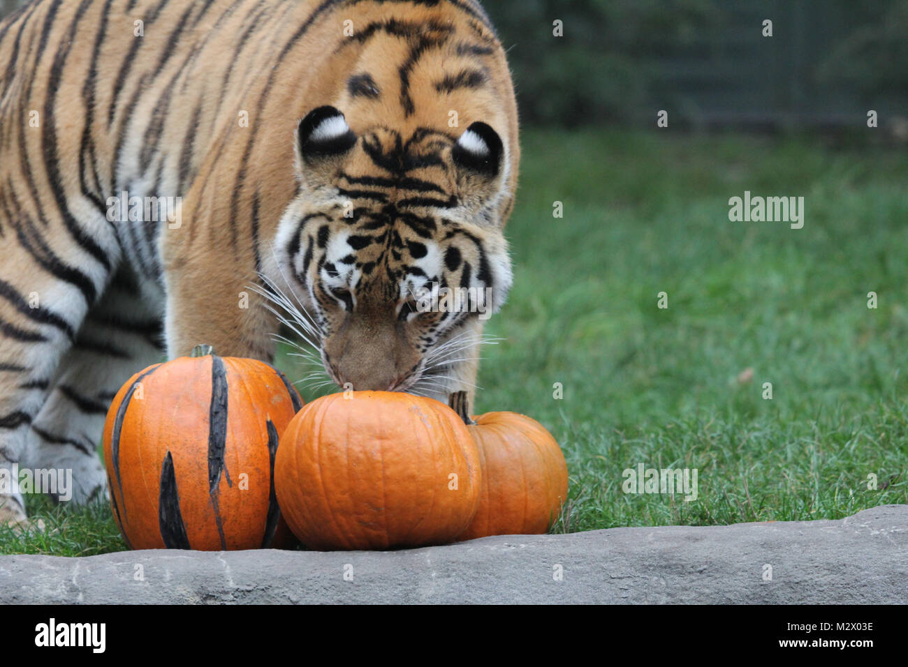 Tiger Halloween Gemuesefratzen Als Tigerfruehstueck Die Beiden Sibirischen Tiger Im Tierpark Hagenbeck Maruschka Und Lailek Beide 3 Jahre Hamburg 29 10 2014 Stock Photo Alamy