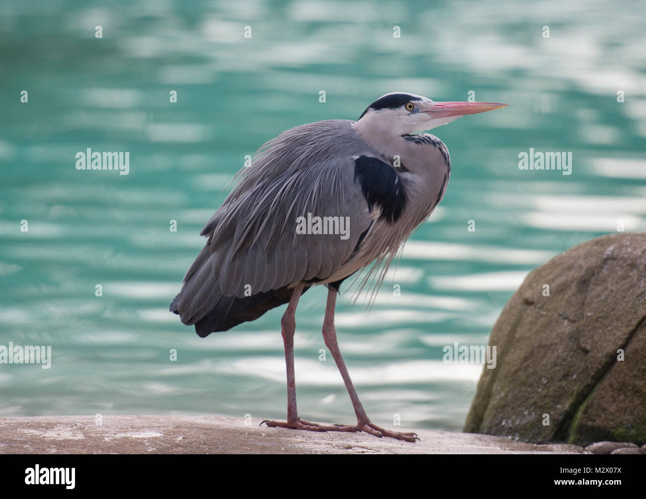 Penguin enclosure london zoo zsl hi-res stock photography and images
