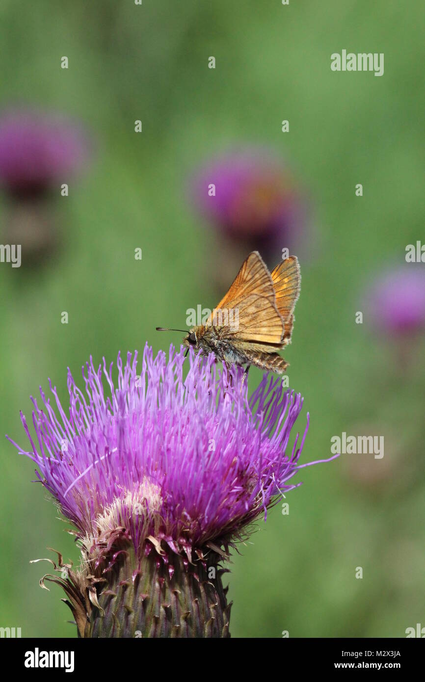 Brown / Yellow butterfly on flower Stock Photo