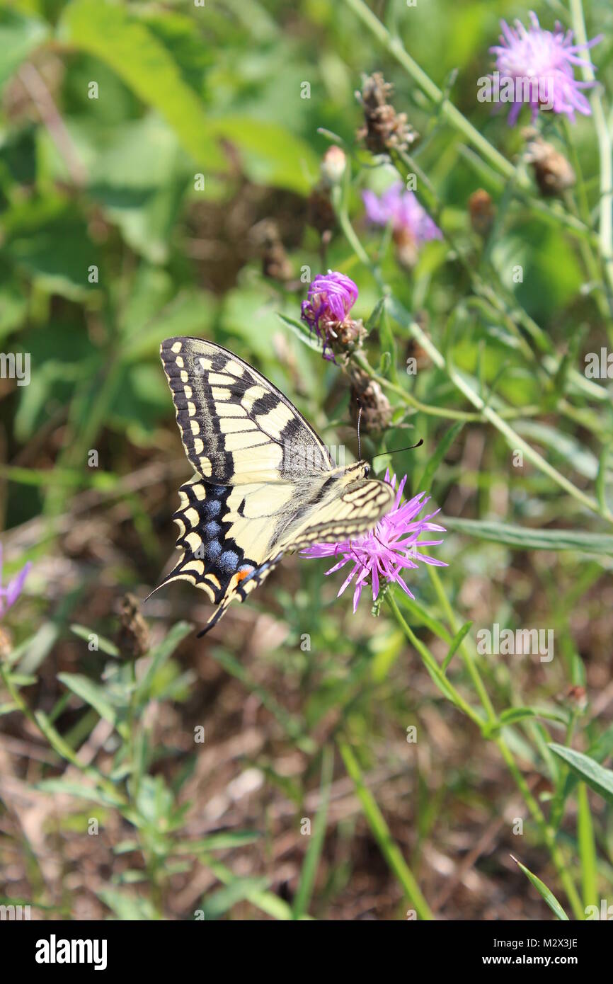 Yellow butterfly - Papilio machaon Stock Photo