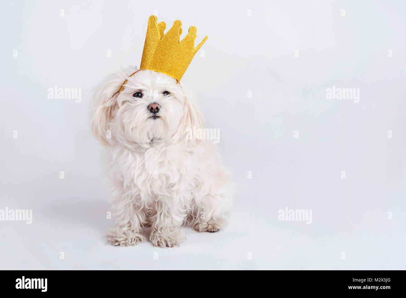 funny dog with crown on white background funny dog with crown on white background Stock Photo