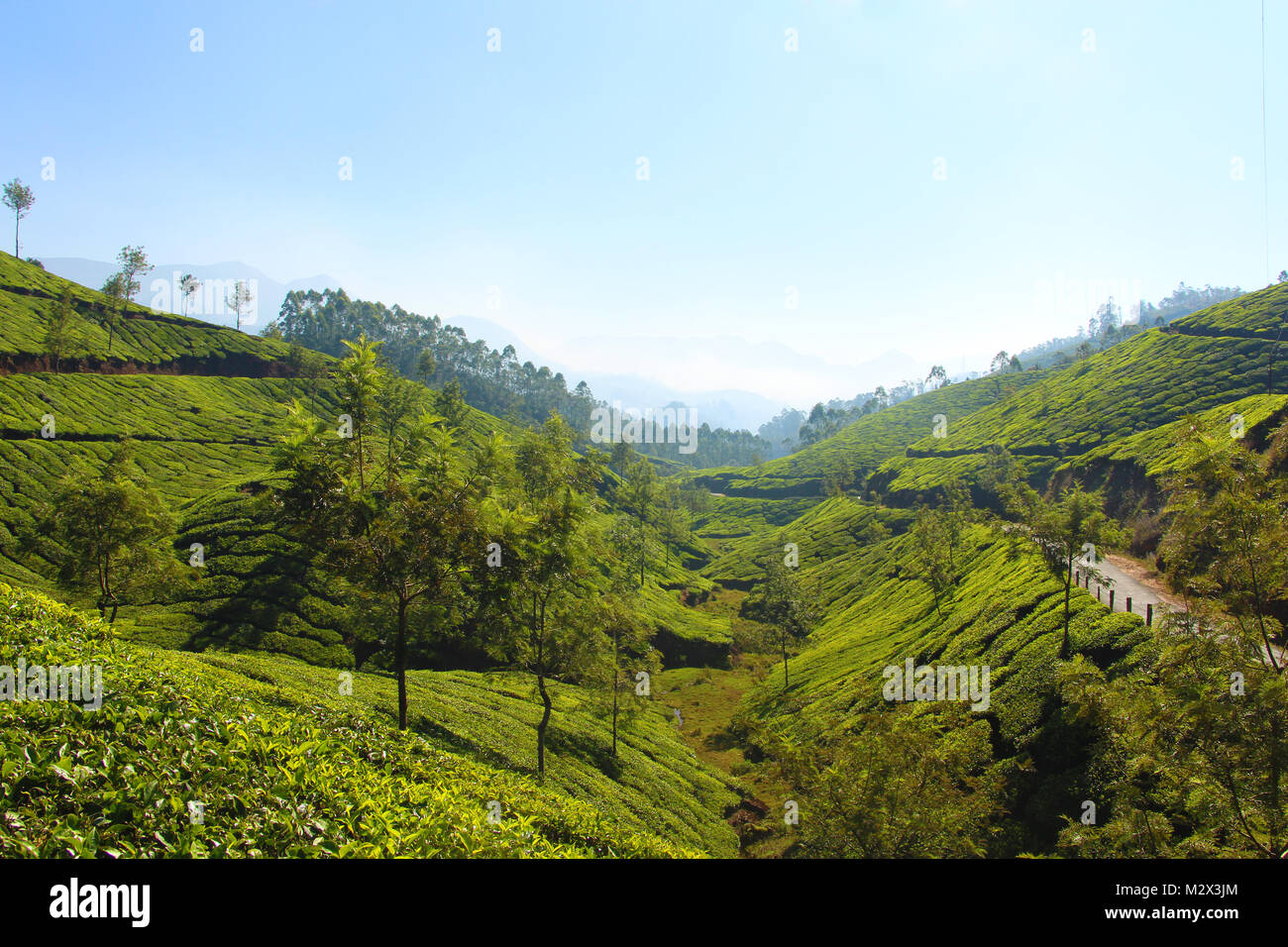 Tea plantation landscape with road to mountain Stock Photo