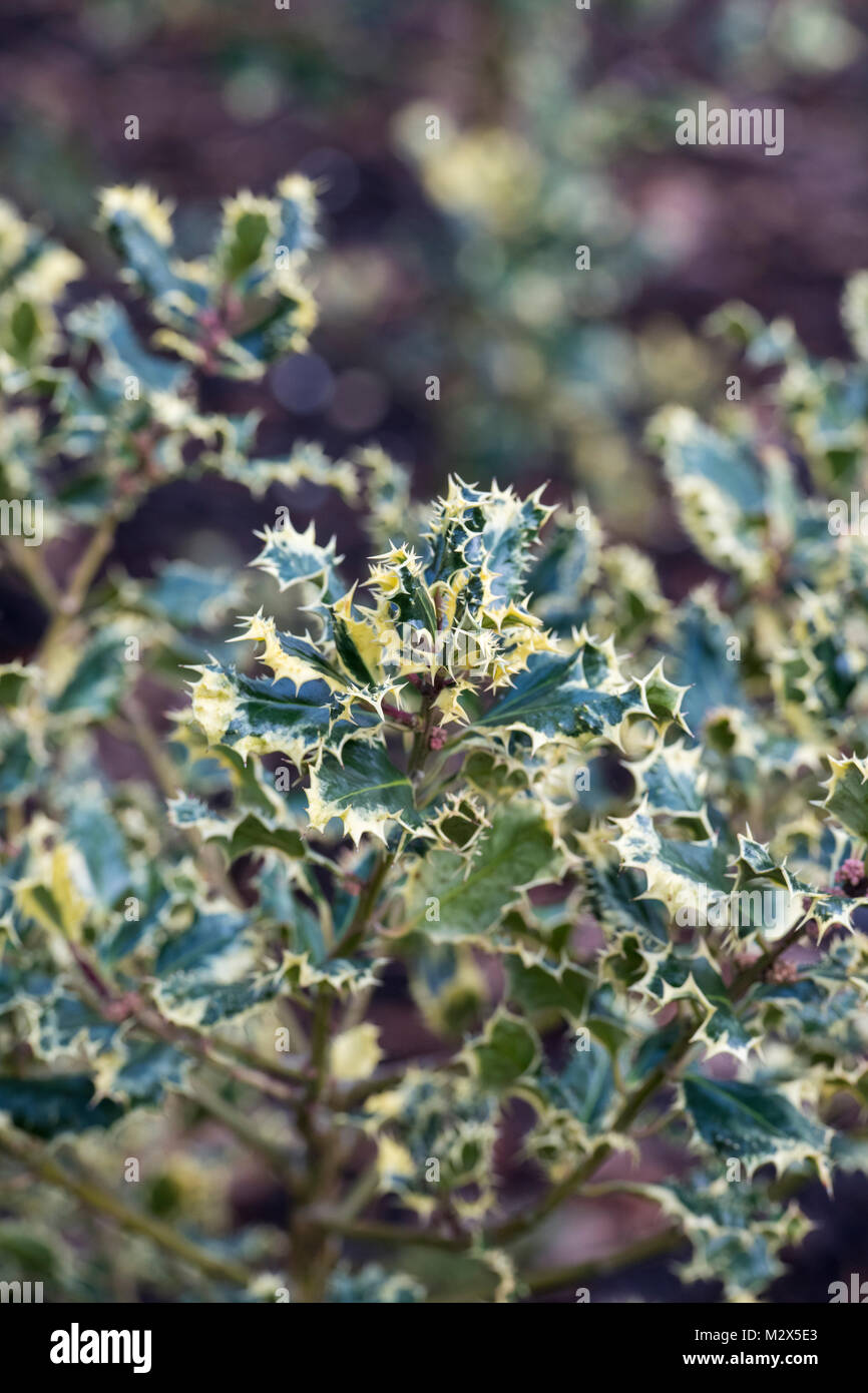 Ilex aquifolium ‘Ferox argentea’. Silver hedgehog holly foliage in the winter. UK Stock Photo