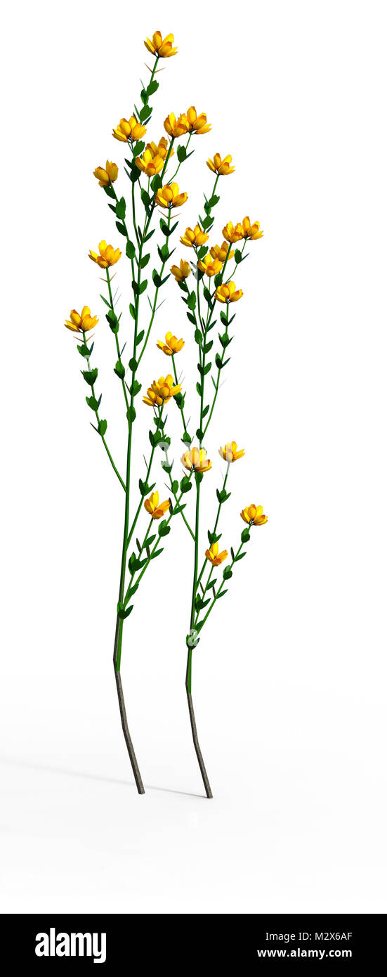 3D rendering of Genista hispanica flowers isolated on white background Stock Photo