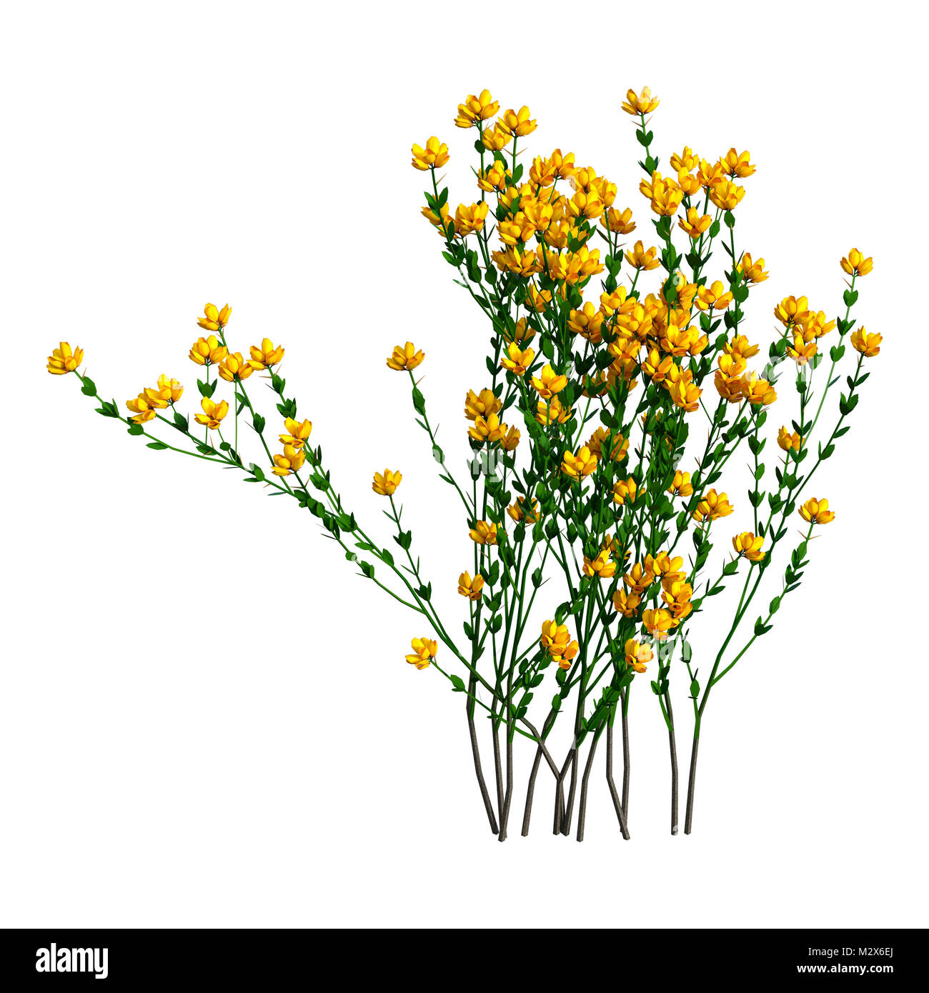 3D rendering of Genista hispanica flowers isolated on white background Stock Photo