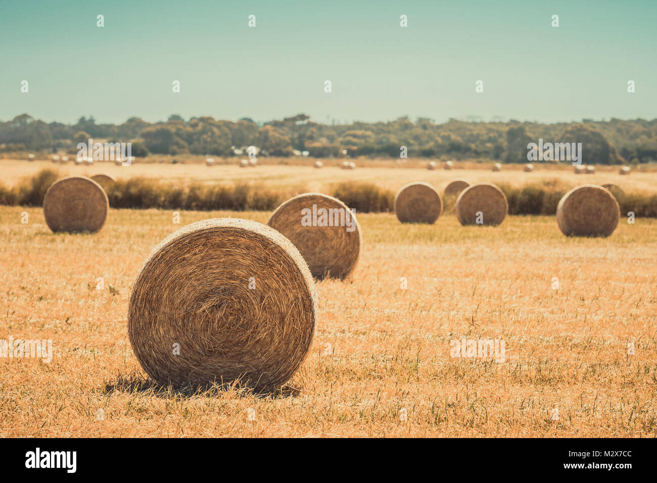 Round hay bales on the field after harvest for feeding cattle in