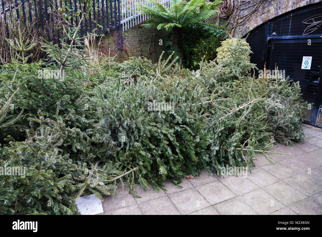 Discarded Christmas Tree Left On The Pavement In North London