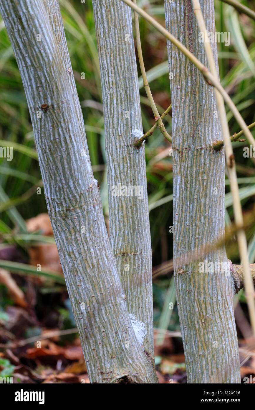 Ornamental silver striped bark of the small deciduous tree, Acer tegmentosum 'White Tigress', provides interest in a winter garden Stock Photo